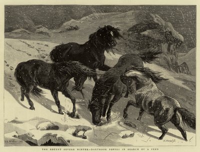 最近的严冬，Dartmoor小马寻找饲料 作者 塞缪尔·埃德蒙·沃勒